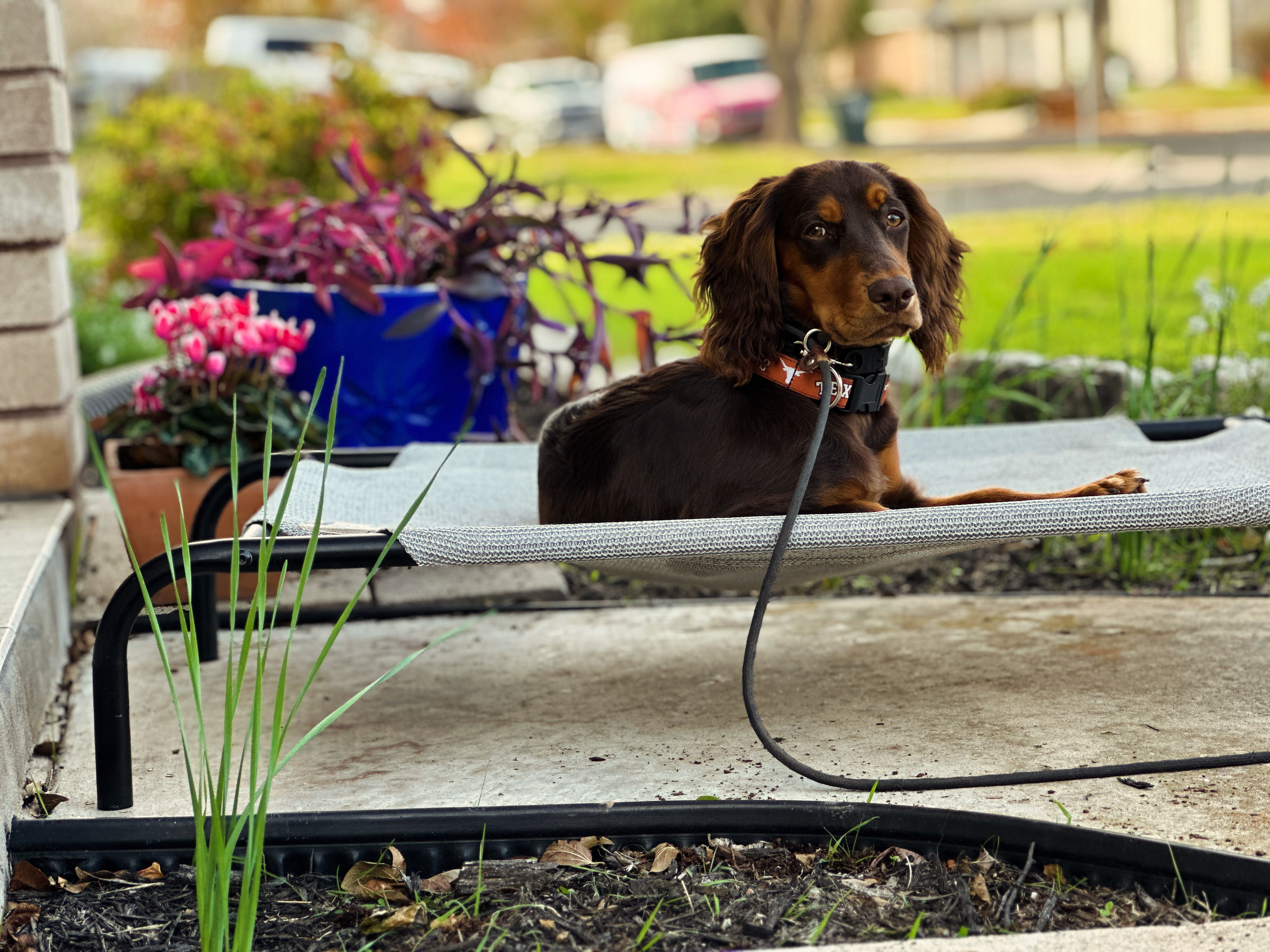 Dog-friendly amenities at training facility