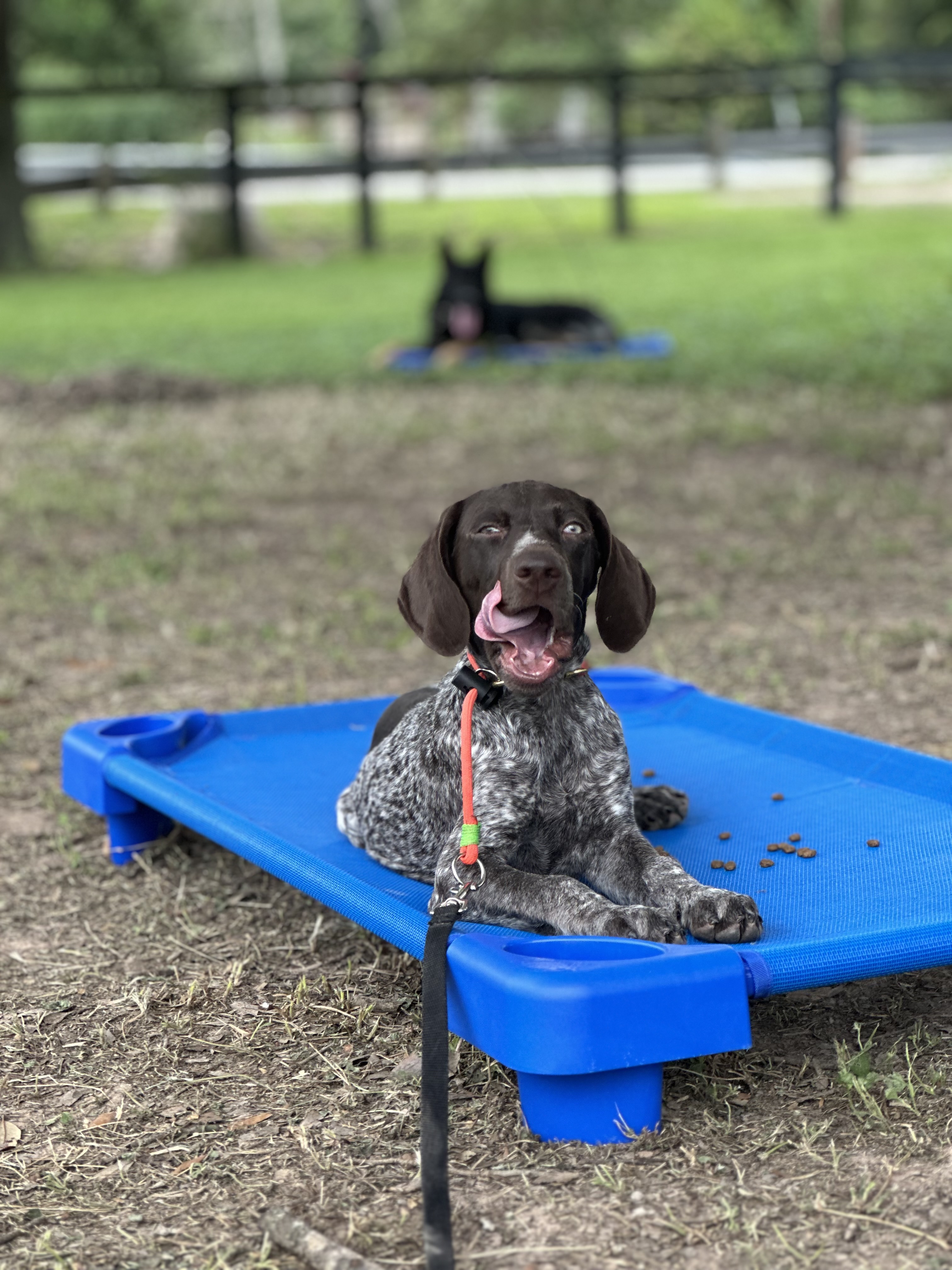 Puppy Foundations Program - Professional dog training program at All Dogs Training Co Houston facility