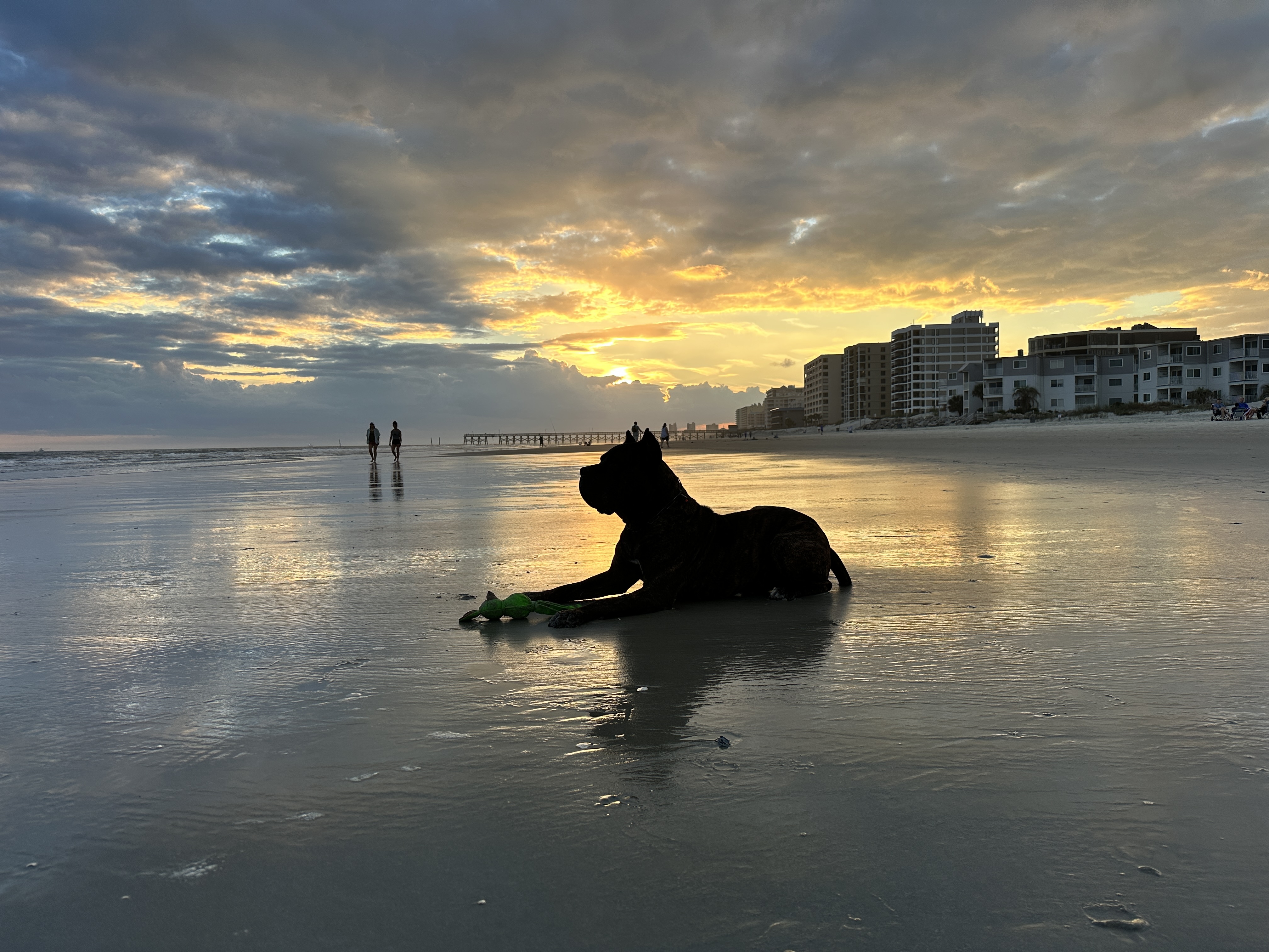 Dog enjoying off-leash freedom on beach at sunset - result of advanced training