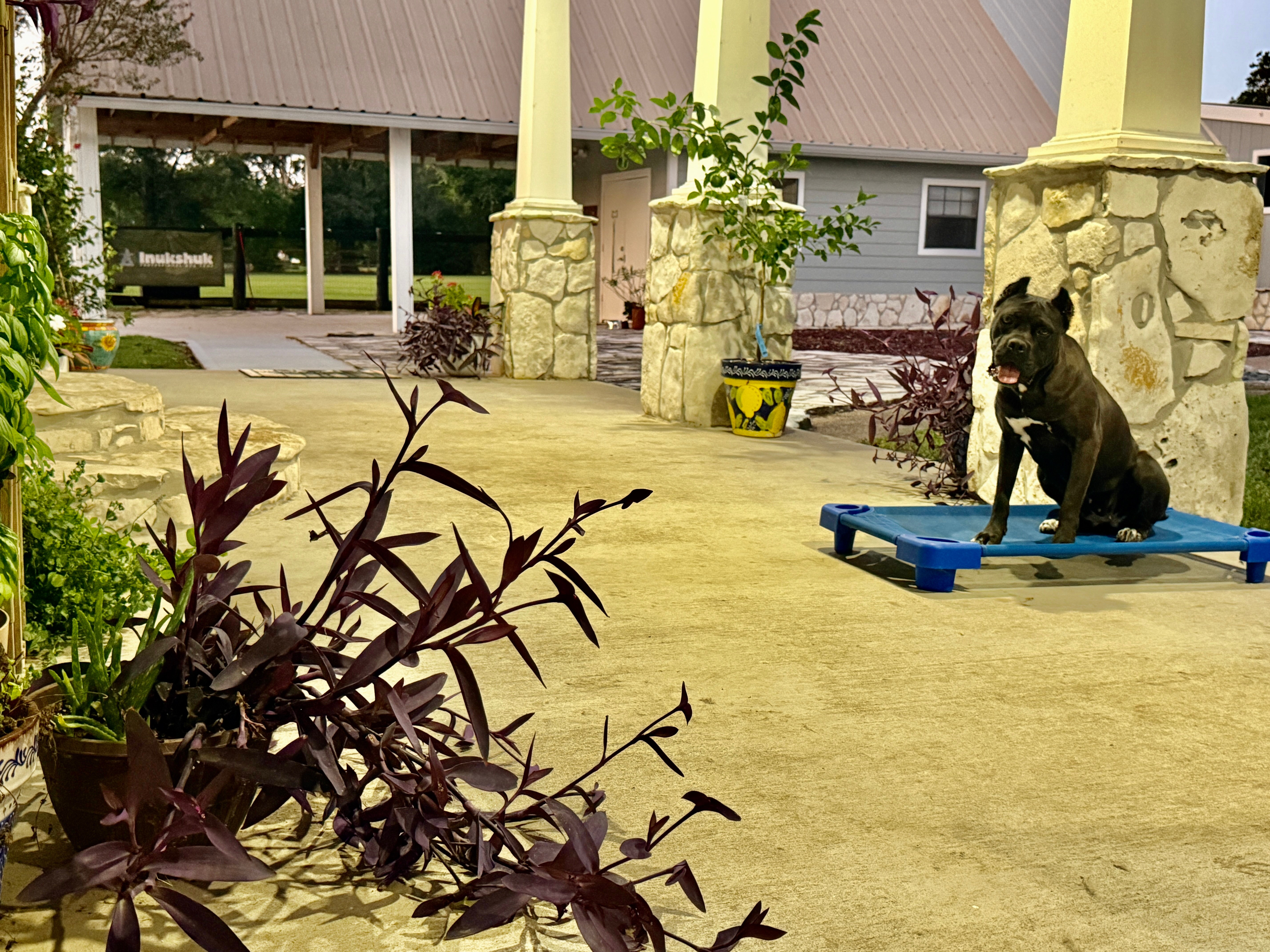 Professional dog training equipment and covered area at All Dogs Training Co Houston facility
